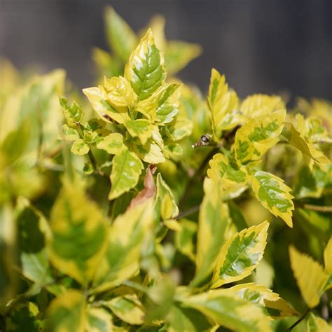 金葉假連翹|植物